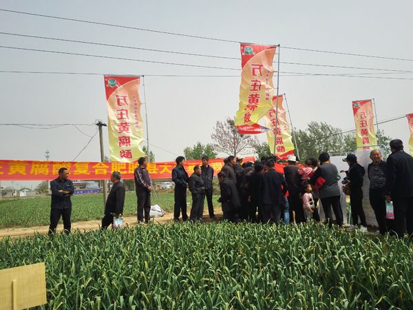 培肥養地奪高產 不妨試試黃腐酸 ——萬莊新肥科技有限公司河南睢縣大蒜觀摩會